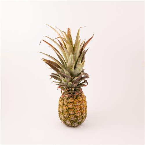 Pineapple Gold Xtra Large