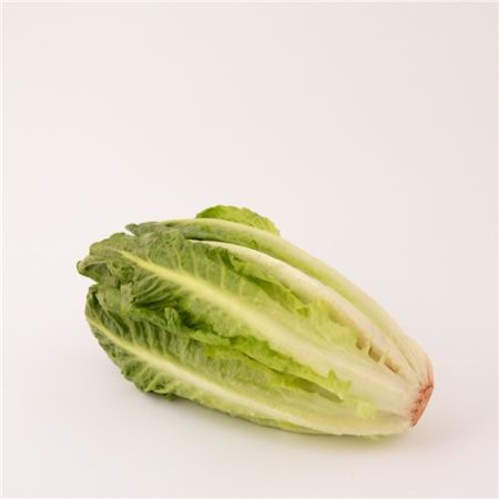 Baby Cos Lettuce Twin Pack